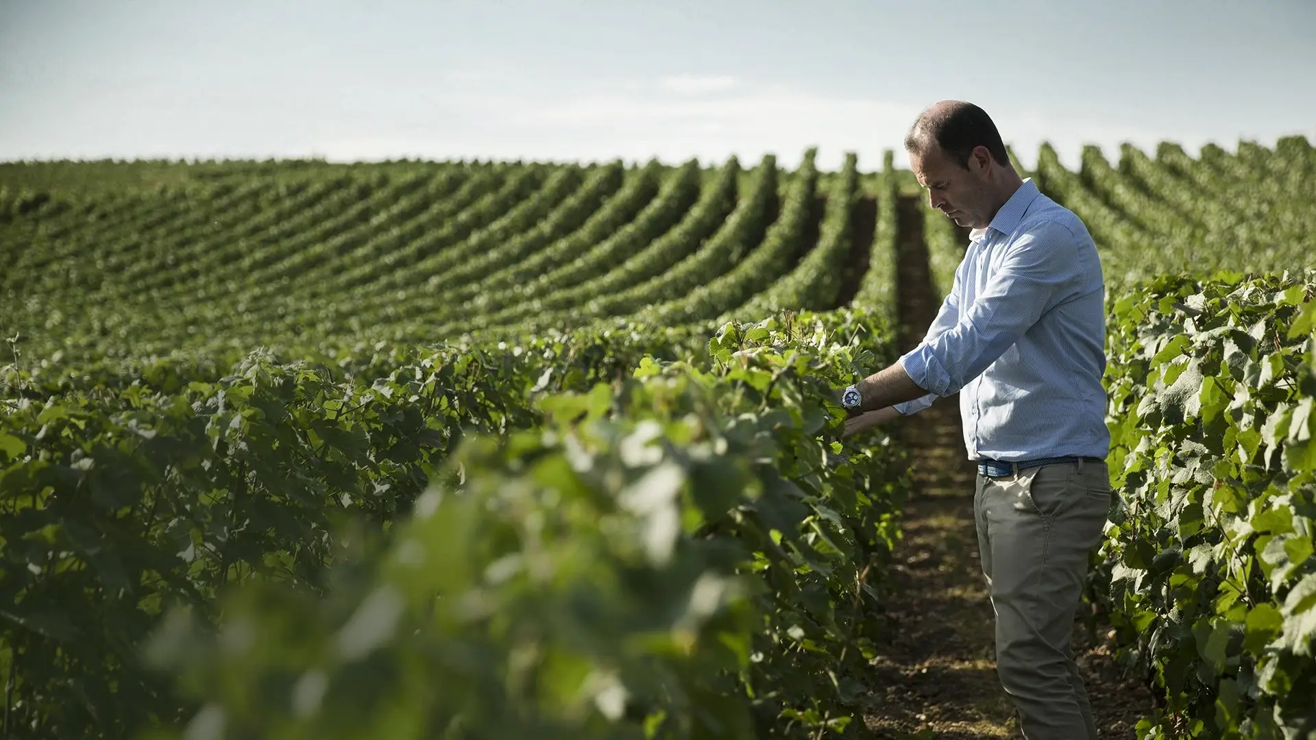 Der Winzer Vollereaux in den Premier-Cru-Weinbergen in Pierry